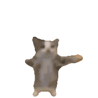 kitty